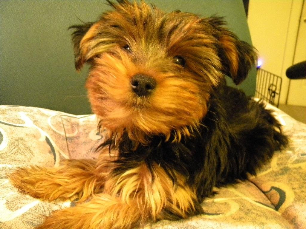 Meet Puddin'  She's a Yorkie.  She is 12 weeks old and been with us for a month.