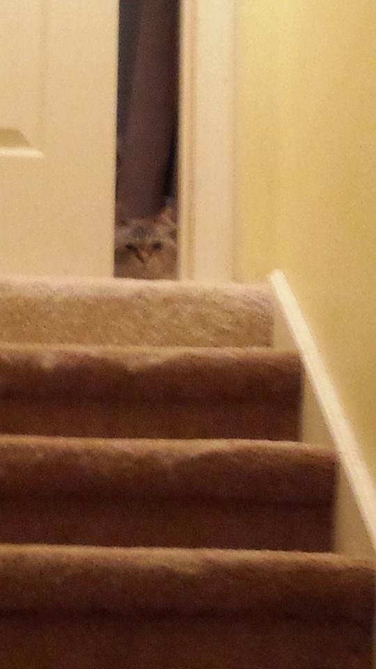 Getting our bathroom remodeled and Bella did not like being locked up in Daddys room for the day. I was looking for her to put her back in daddy's room today and that little sticker slide the door open upstairs. OK Bella.