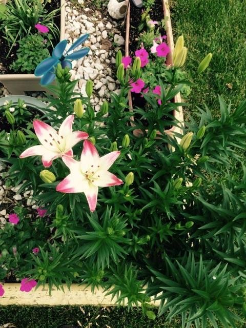 My first Lilly bloom of the year. Can;t wait for more to come.