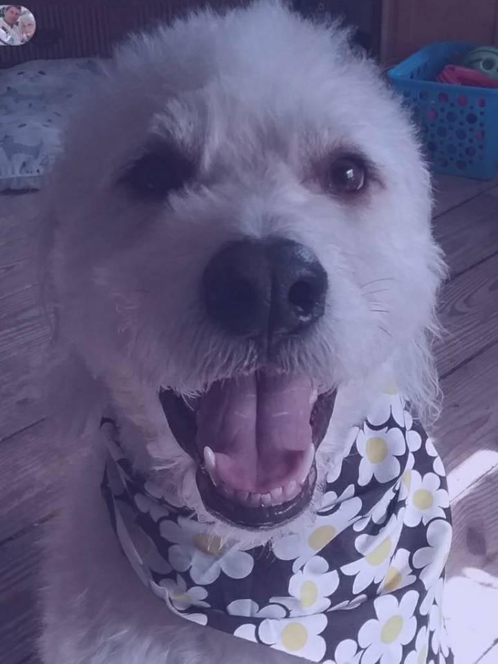Happy national pets day!
