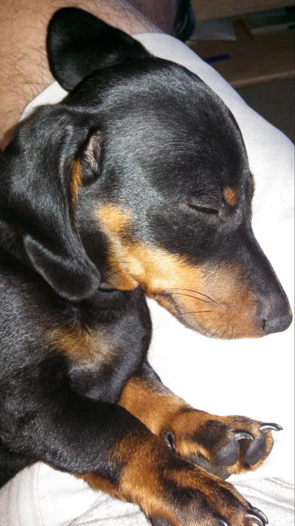 Otto all Tuckered out