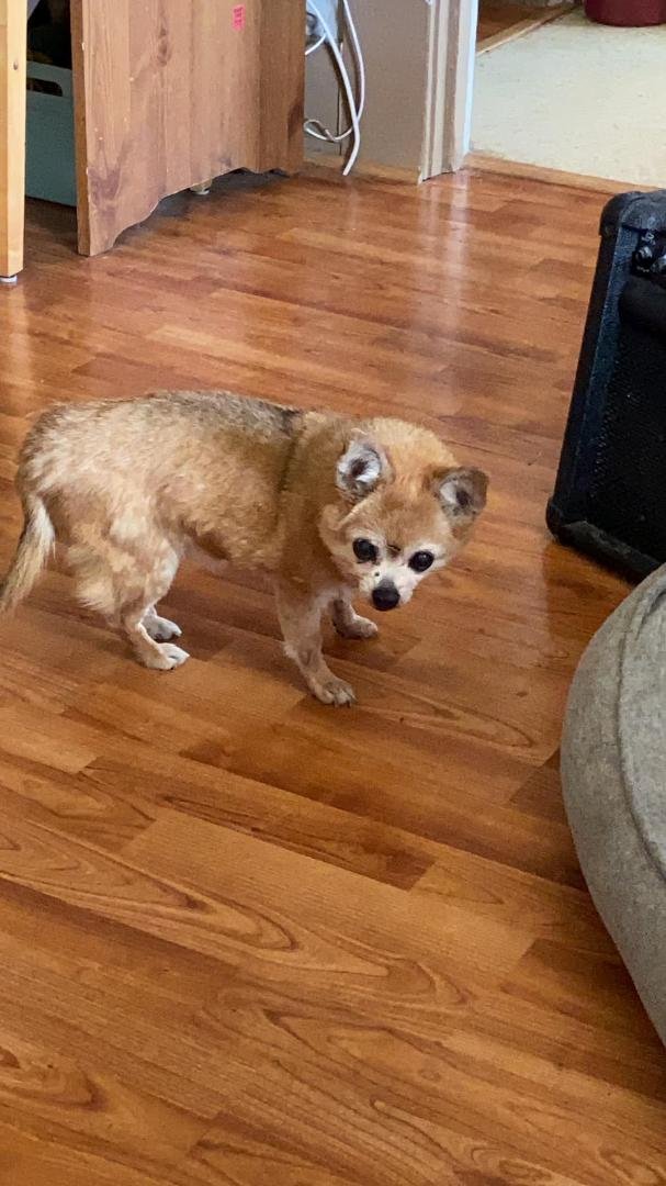 Oh baby girl…Momma is going to miss you SO much! We had 11 great years, tell Miss Tasha we will see you both soon.