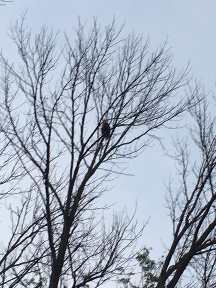 So I just got home. I'm driving down my street, three doors from home; and I look up and in the top of my neighbors tree, what do I see but an adult bald eagle surveying the area looking for dinner.😃