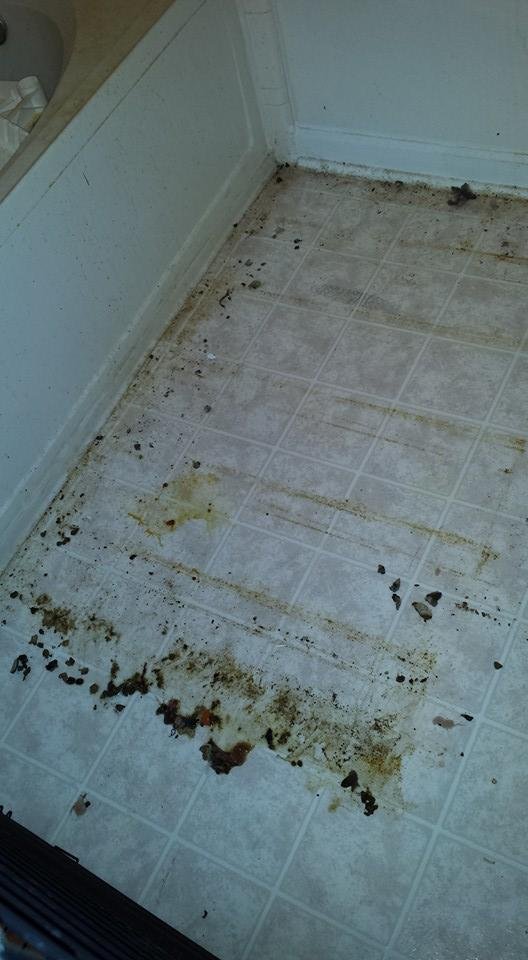 Close up of deplorable floor and base boards under and behind cages