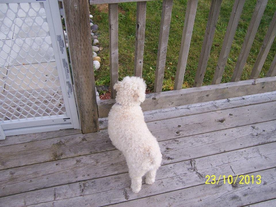 Snooperman on patrol from the front deck. Man those guys work hard at CR Lobsters!!!
