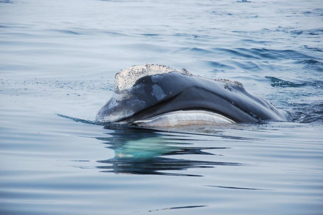 The business end of a North Atlantic Right Whale......they were almost extinct and now number about 400......photo by Allison Reed