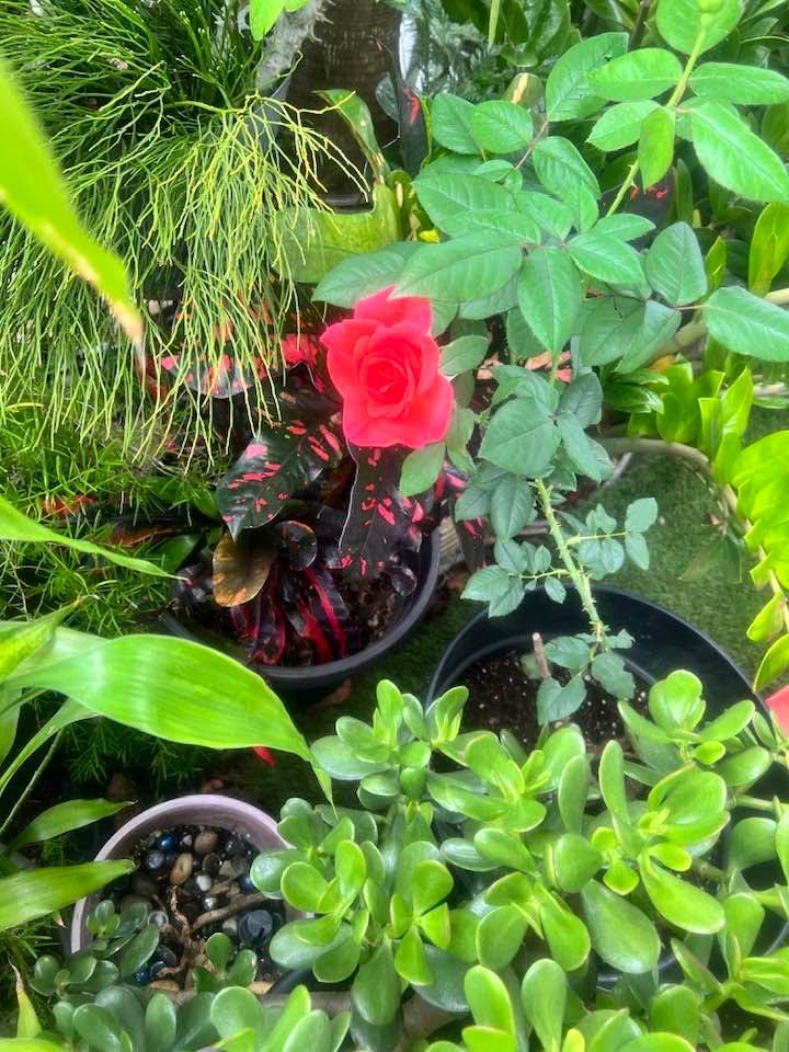Simple rose from my Filipino garden