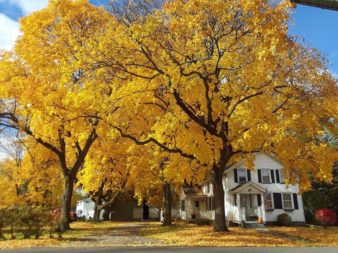 Autumn beauty.