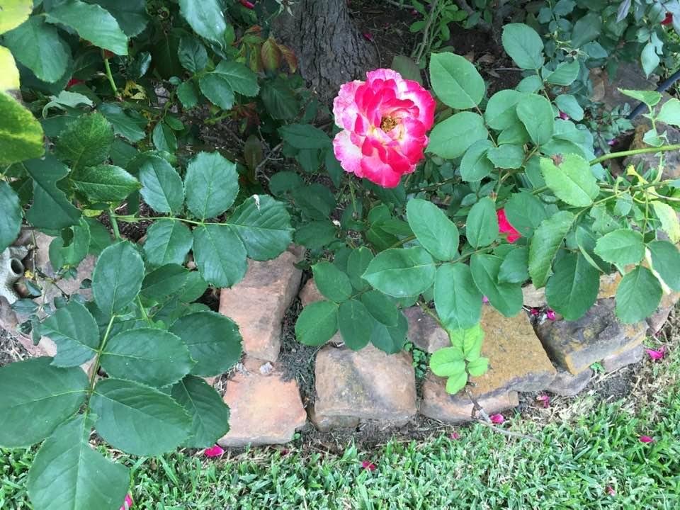 Sylvia Rowe's album, Timeline Photos