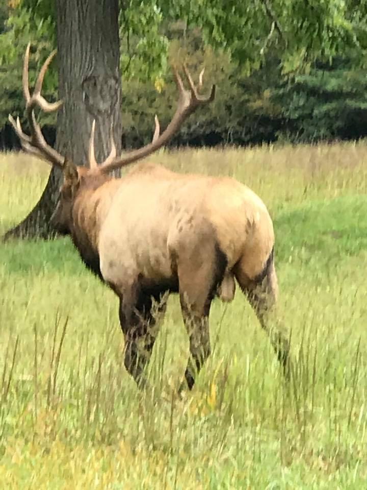 Elks in North Carolina.