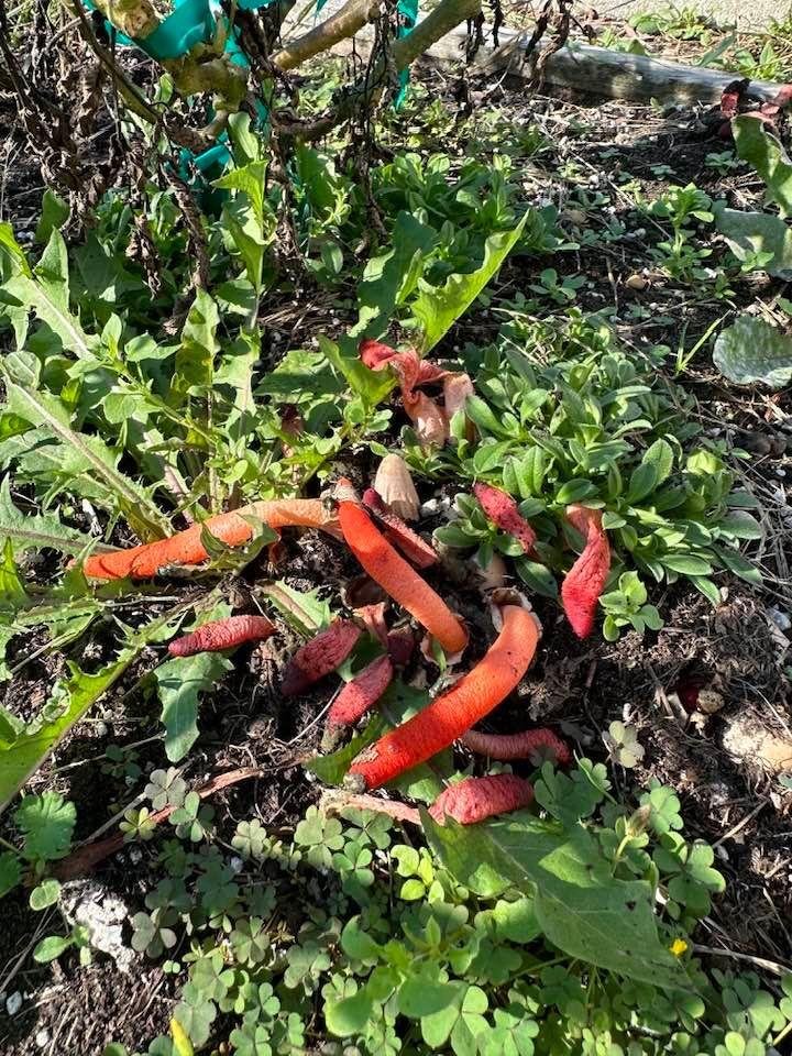 Does anyone know what this is?