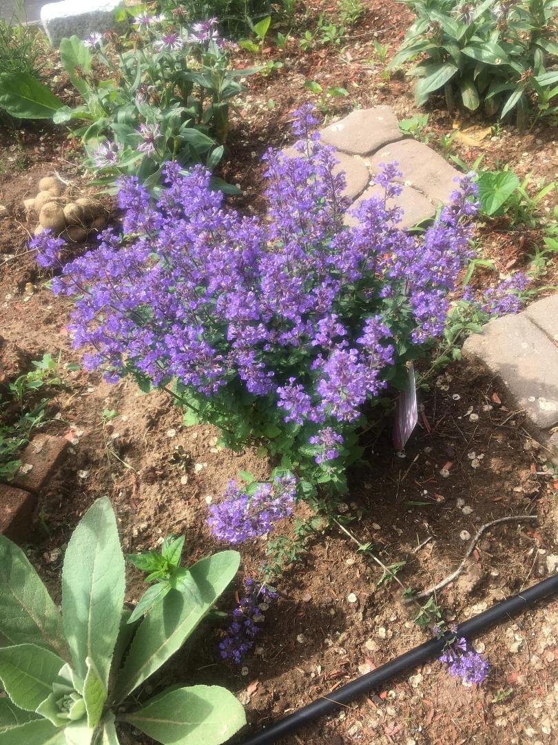 My butterflies will love this baby bush 🦋
