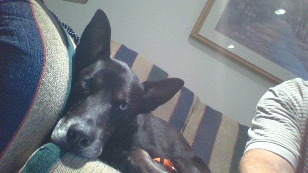 My bestie, "Shadow". She's a rescue, we've  been together for close to four years.