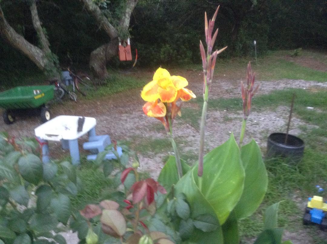 Flowers from Ocracoke