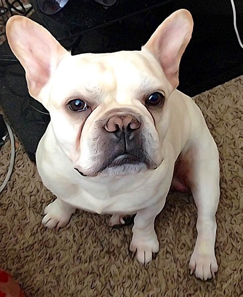 My sons Frenchie. Egocentric dog but very cute