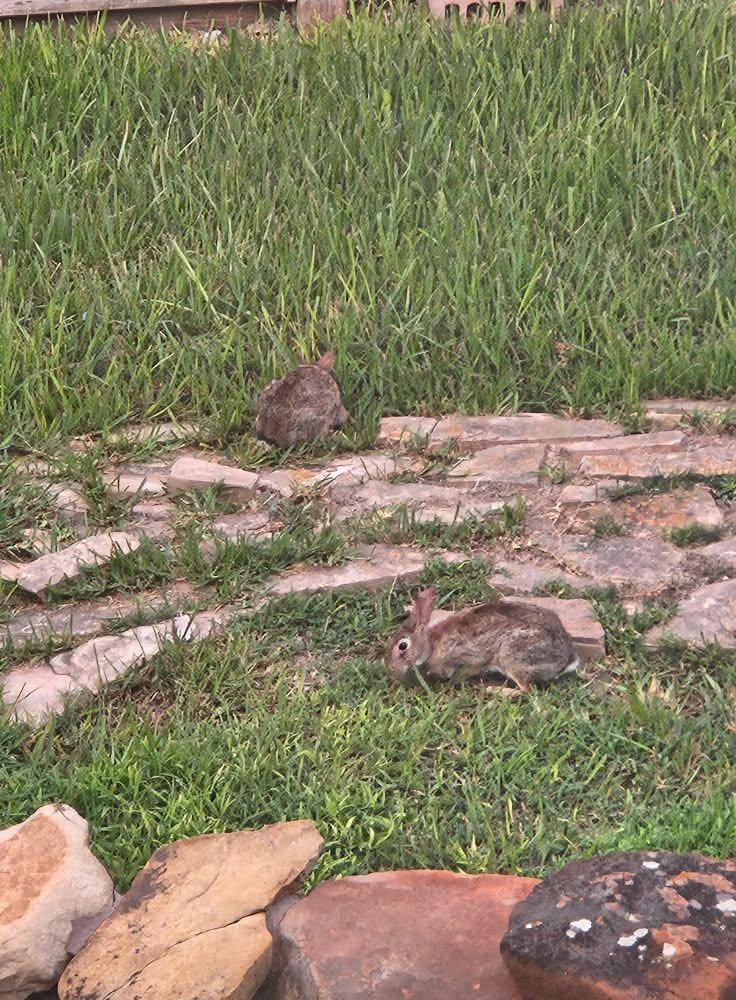 The wild bunnies love our backyard.