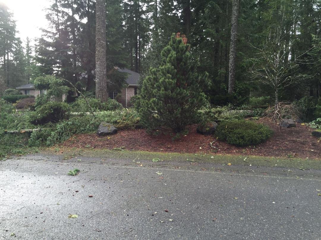 The wind hit us hard two large trees in the front yard, lucky they fell toward the street and not the house. Anyone know a tree guy that is local?