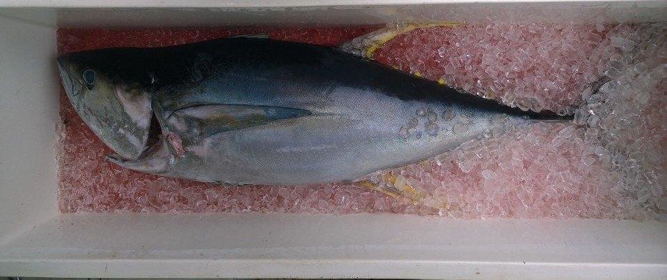From yesterdays fishing trip. 160 pounder. Hell of a fight.