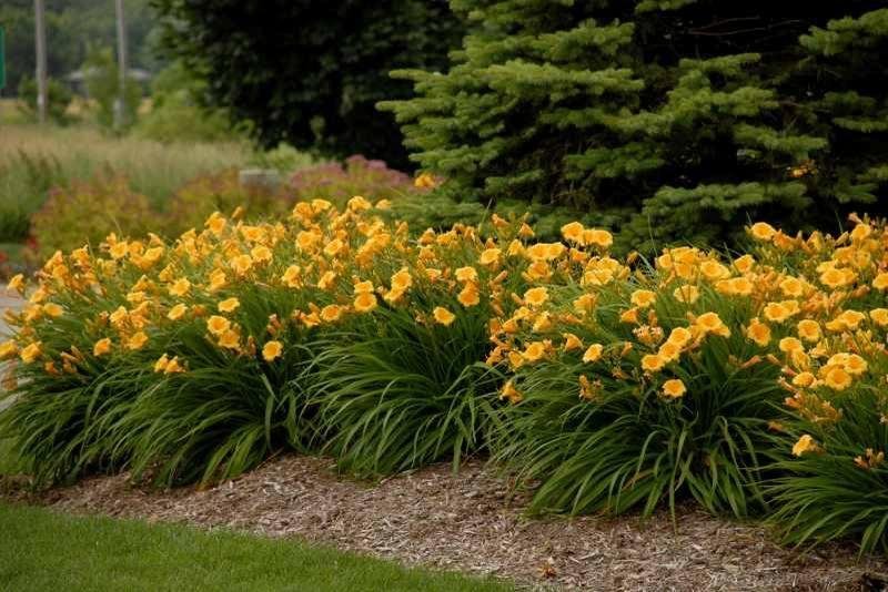 Kelly Snyder Martus this is what those flowers look like!!
