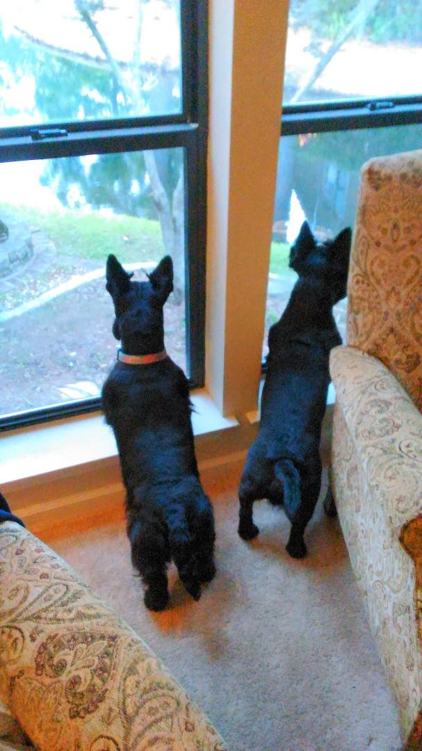 Had to move a table so these two Scotty's ~ Ally (our rescue from #STRSE - Thank you!) & Angus could enjoy watching the wildlife outside our windows. #whatsgreataboutthesouth #STRSoutheast #Scottylove #Scottielove #Scottish