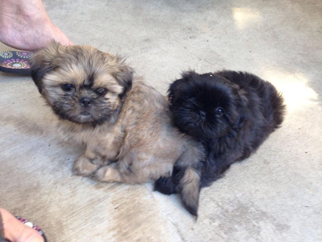 Here is a photo of my new little shitz. They are about 9 weeks old and are siblings. Black one is female and her name is GiGi. She is definitily a little Diva. I might change her name to Mariah. LOL  The little guy is peanu