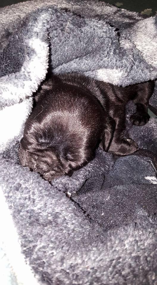 Babysitting my great grandson while his Mama is at school! He's a Pug and is 8 weeks old. His name is Hendrix!!!! Rylee has him spoilt rotten.