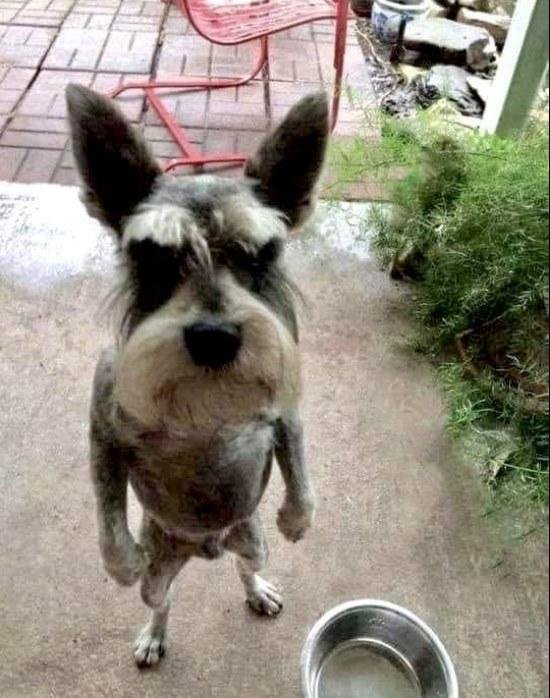 Where's the beef!