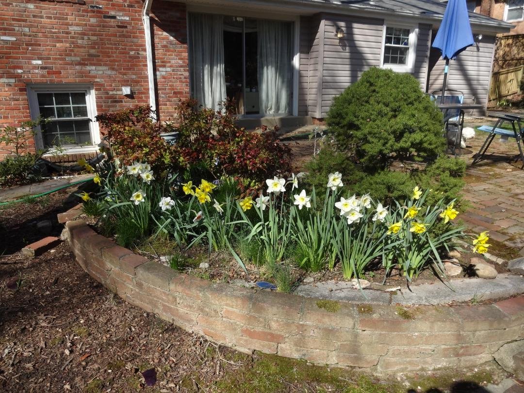 First year of daffodils in our backyard! Thanks Joe!