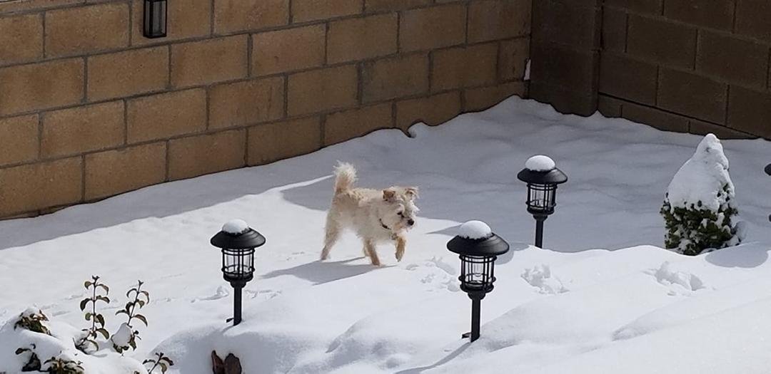 SNOW IN PRESCOTT VALLEY LAST NIGHT. MOLLY BRAVES COLD ON HER POTTY RUN