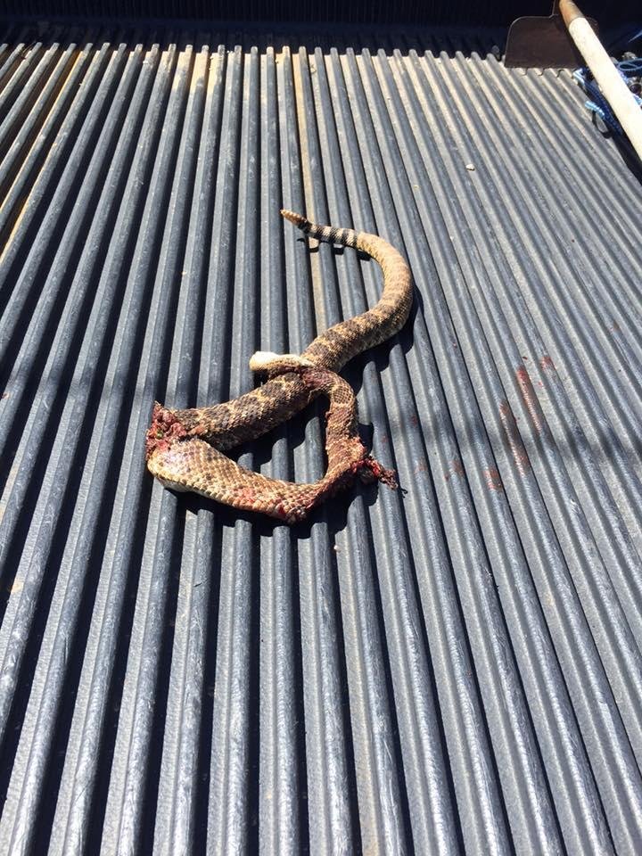 A hard way to get a rattle for the grandson!