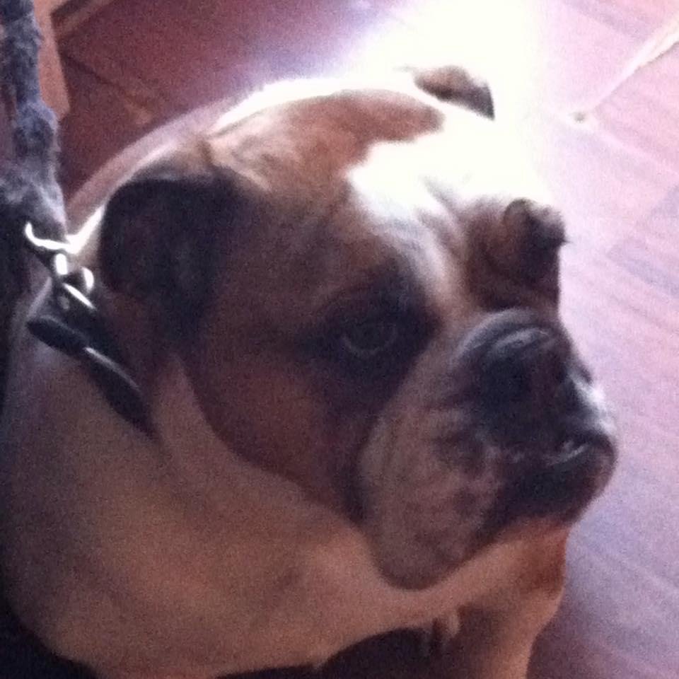 Happy Dog Day to our "Guido"!!!