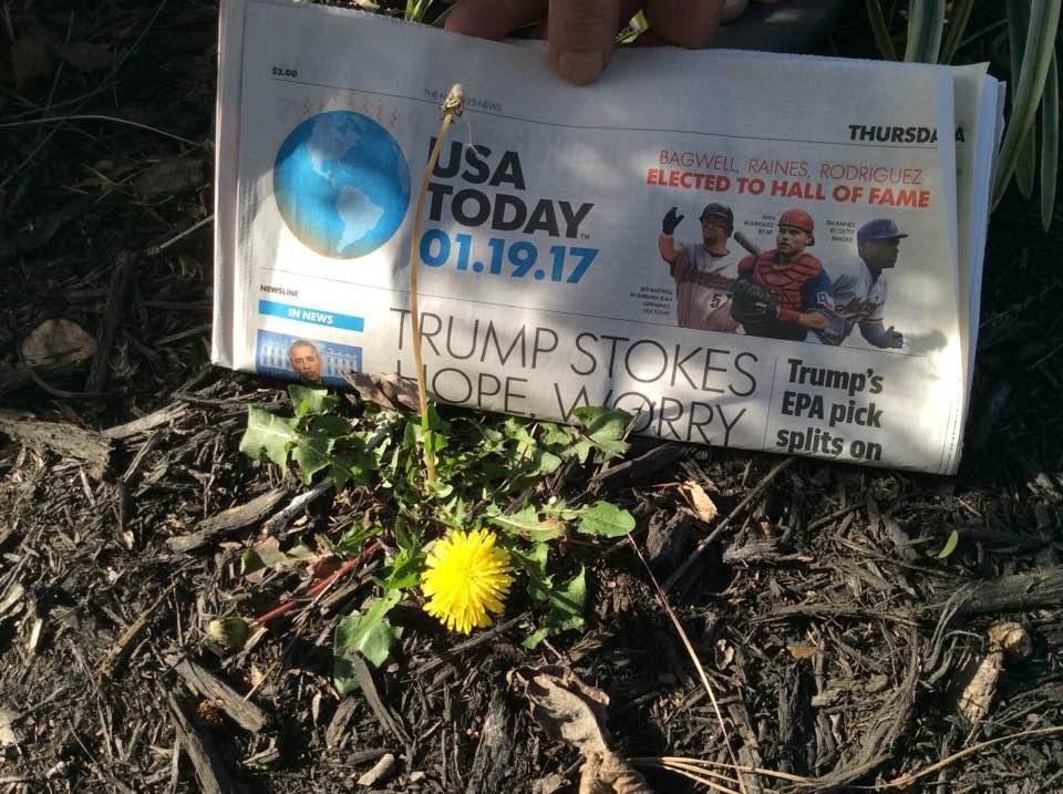 No kidding, January 19 and this dandelion is doing great.  There just might be a FEW things different in South Carolina from what New Hampshire has.  ☺😎.  Yesterday was 79 degrees went to the beach.  Tomorrow we are walkin