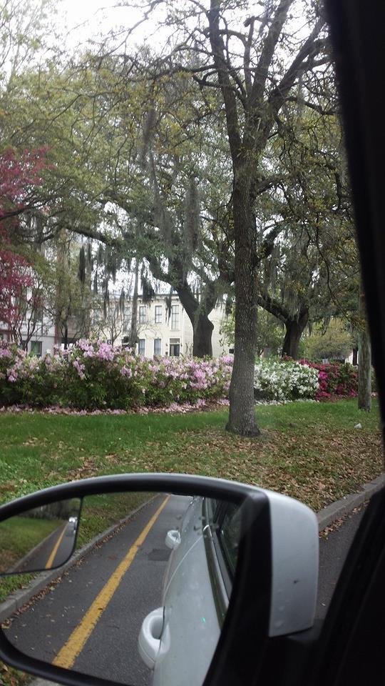 Spring in Savannah GA . Azaleas blooming.