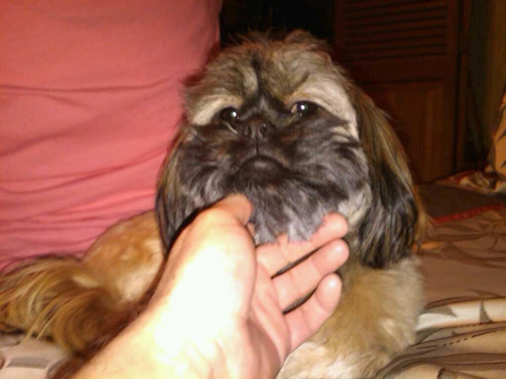 Our new puppy Bear....