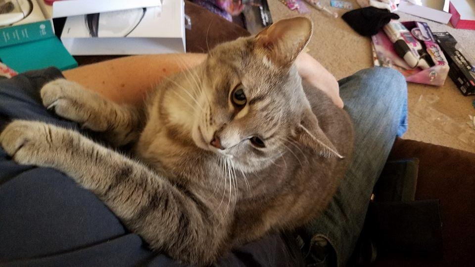 I can't get anything done like get my new wallet in order cuz of this cat
