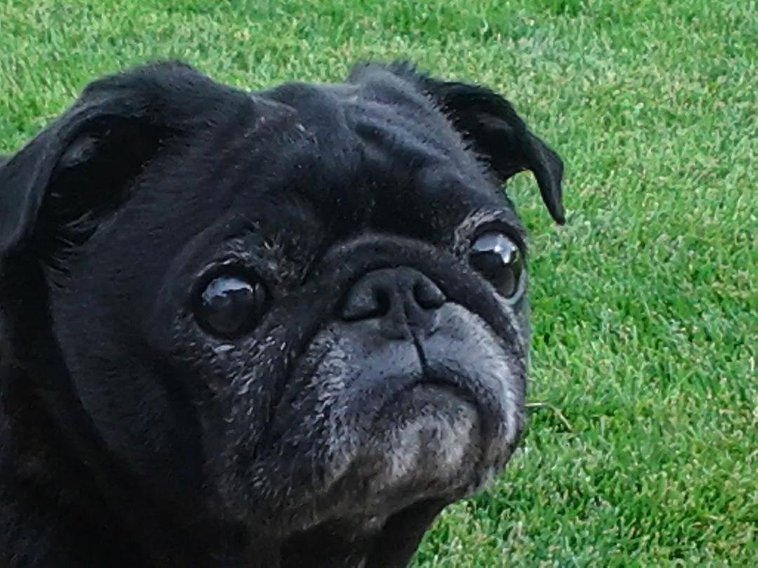 Lucy, prematurely blond!!!