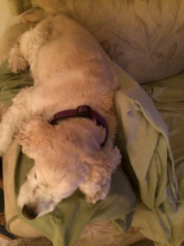 Lexie after a hard day and several walks.❤️ Not bad for almost 14 years old.
