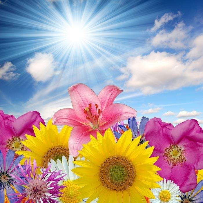 "Blooming Sunflower" puzzle, from https://puzzledhearts.com/ph?pid=blooming_sunflower