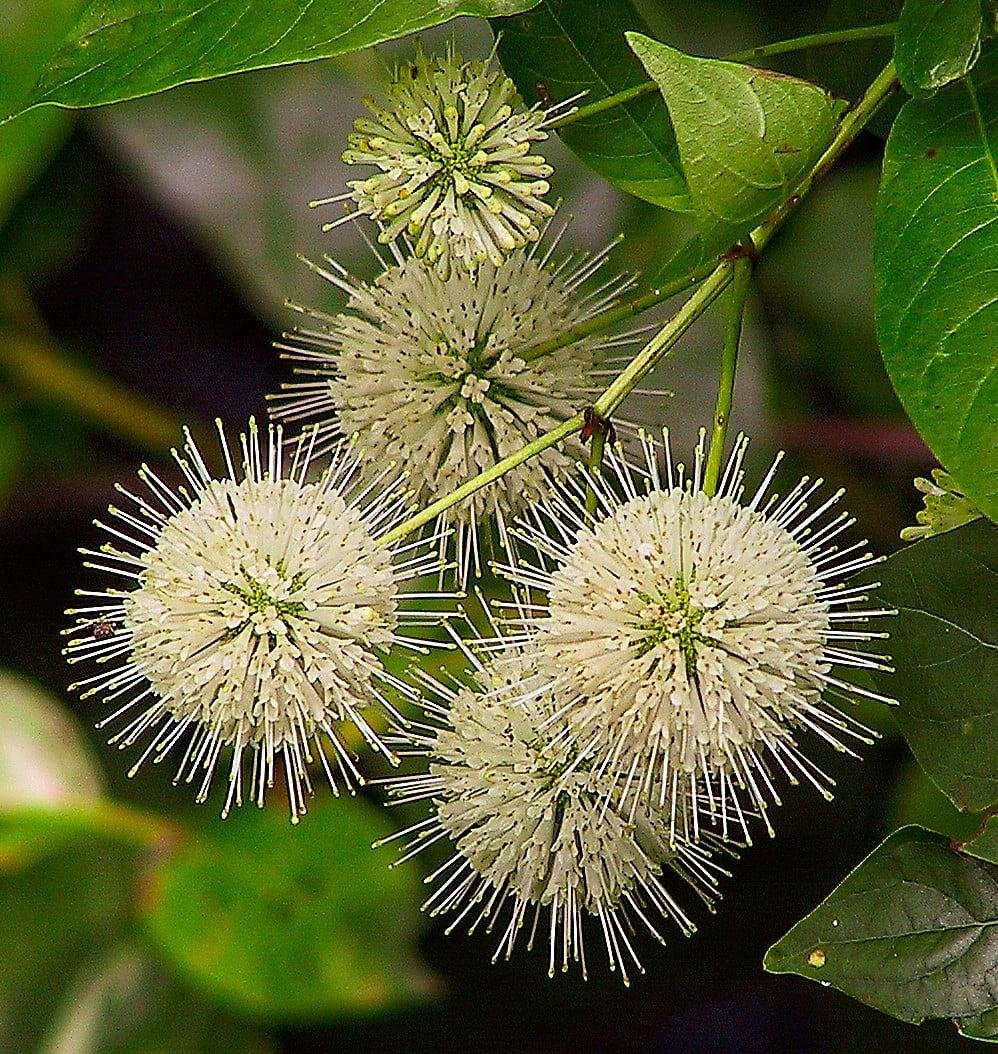 Button Bush.