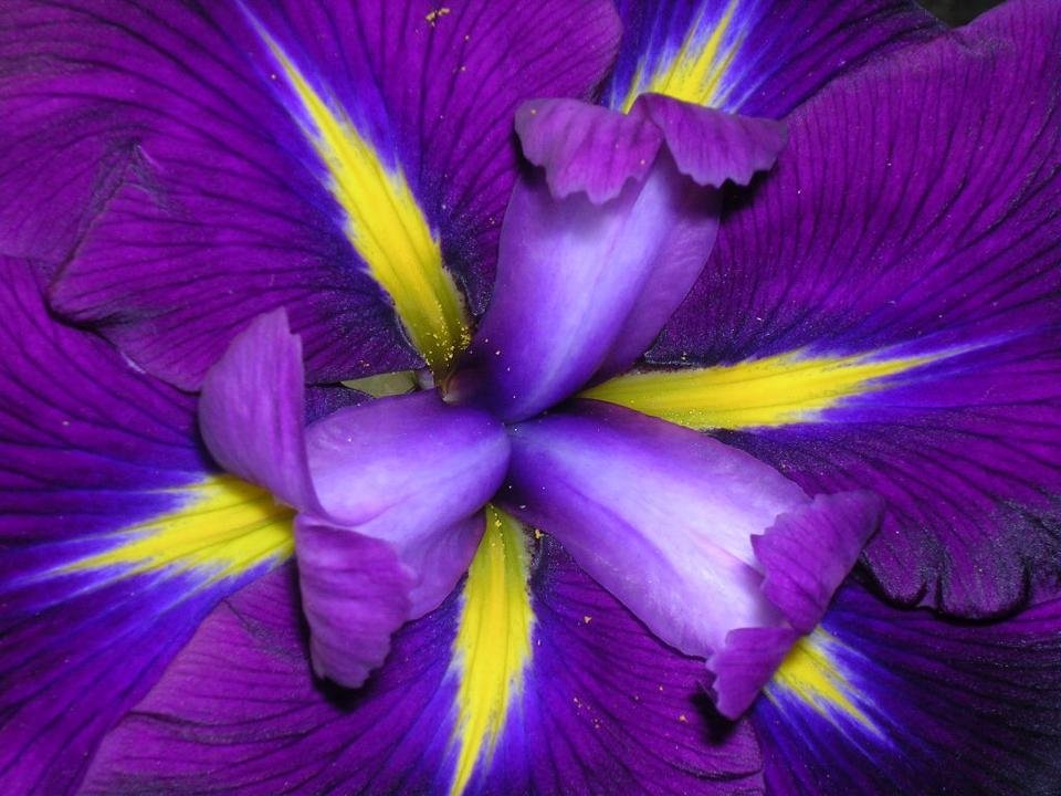 Suzanne Yenser's album, Mobile Uploads