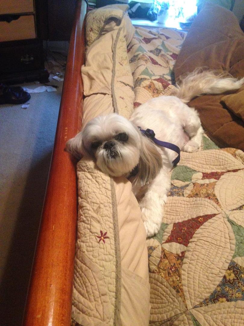Cece and I just came back from our Veterinarian.We had are beloved 16 yr old Shih tzu Nova put to sleep.It is a very painful an tender day.Keep us in your prayers.
