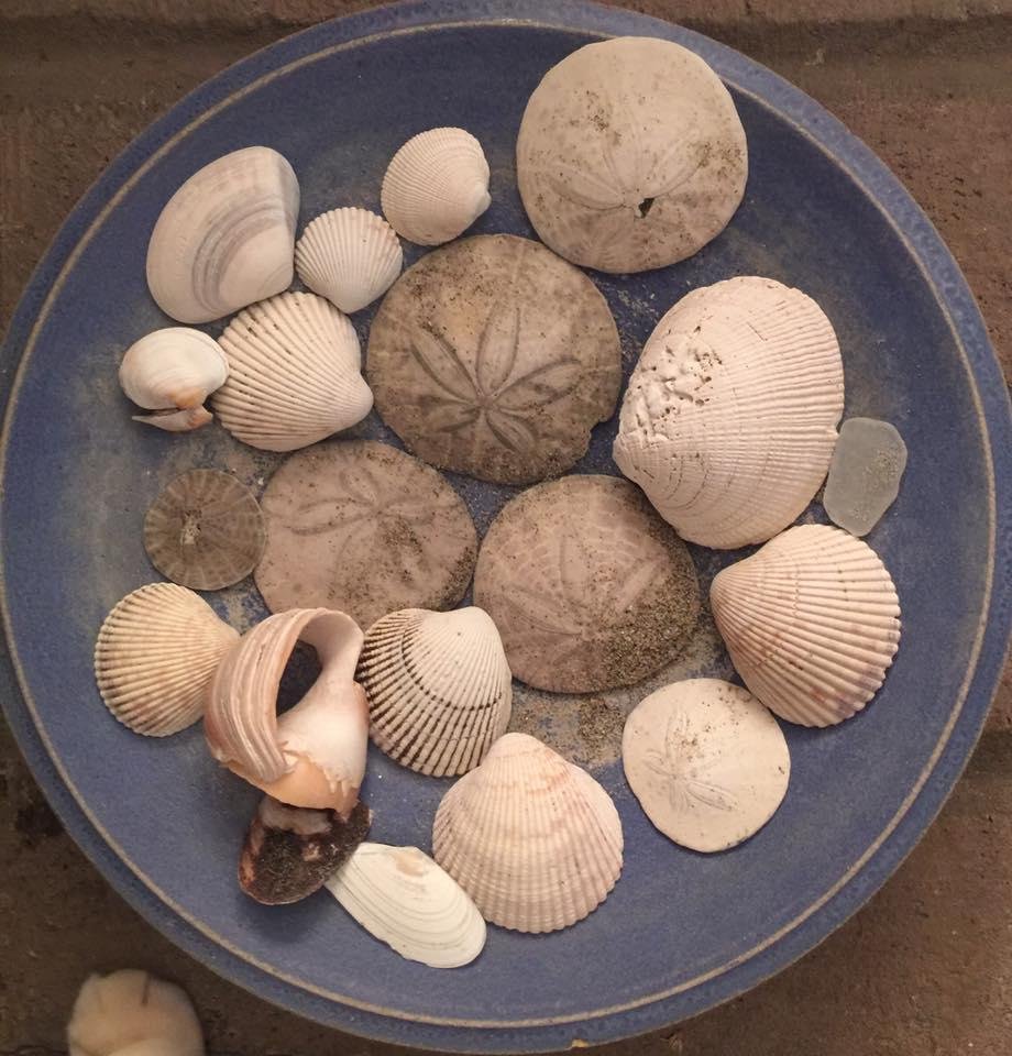 Nice collection from the seashore yesterday