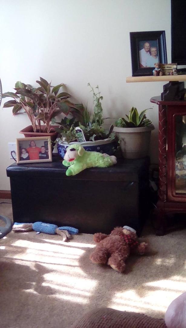 LORI Smith's album, Mobile Uploads