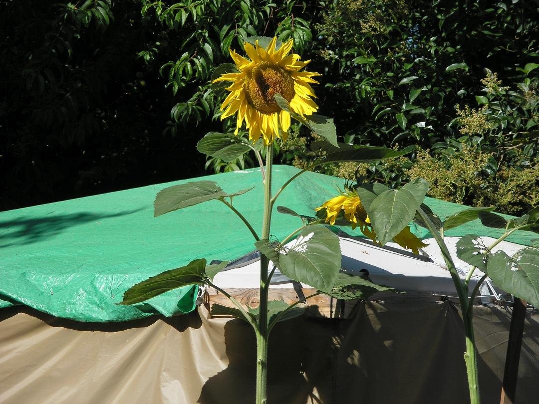 Our Giant Sun Flowers.  Last year we had about 15 of them including corn
in the same area and they really added to the decor of the back yard