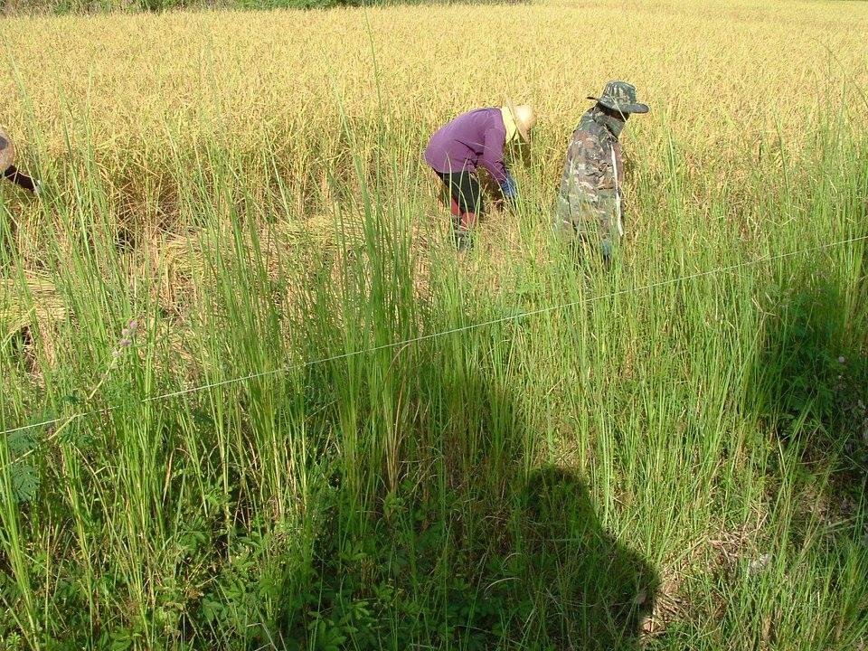 Randy Higley's album, Thailand Mission