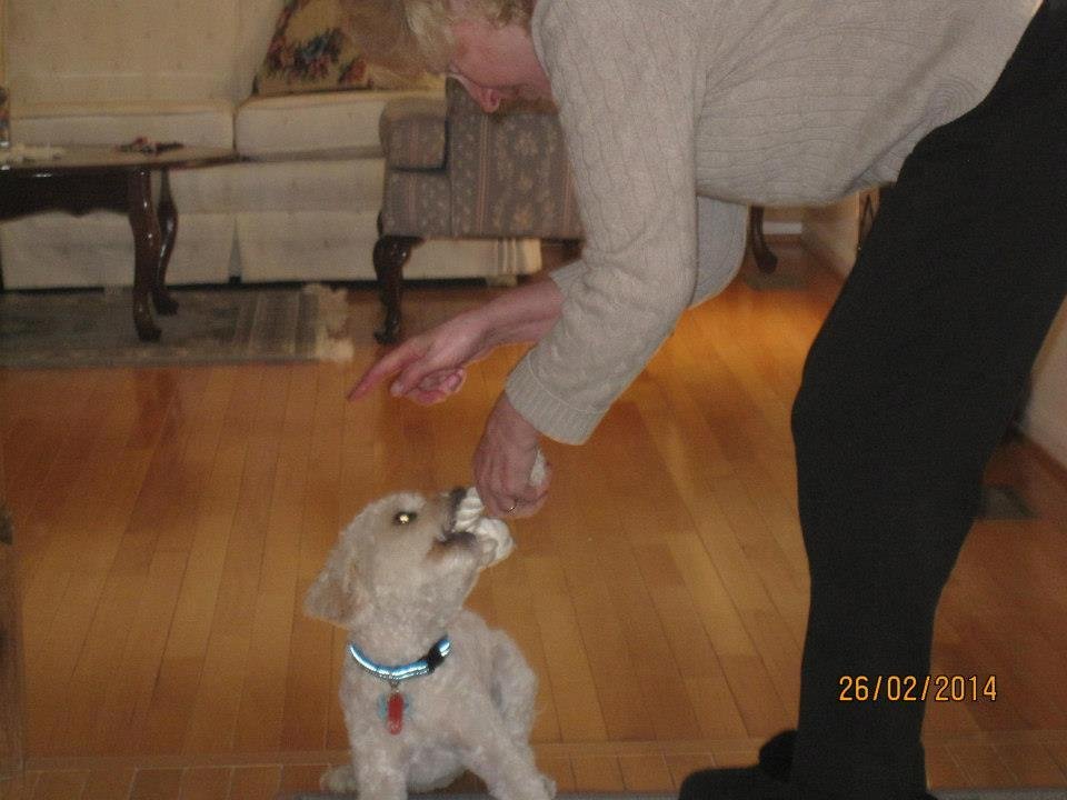 John Courtner's album, Lucky newly groomed... awwww....