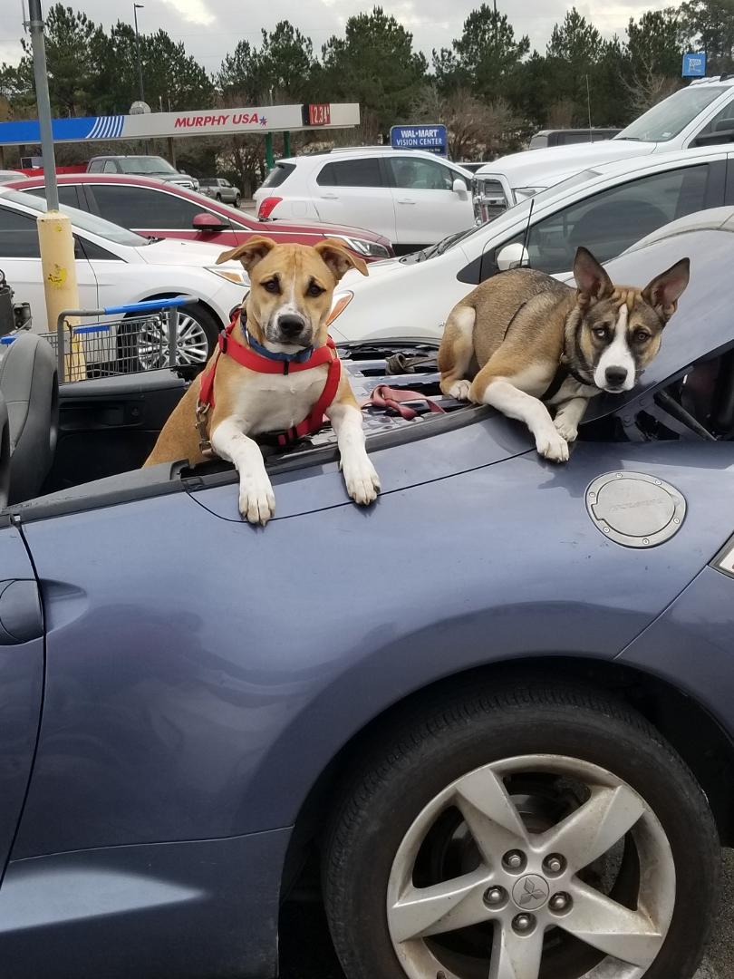 Still Missing    Please Share
Charlie and Sadie got out Saturday (3/21) and didn't come home. They are almost a year old Sadie's hair is still growing back from having her tail amputated.We live on Hwy 63 Between (Jasper an