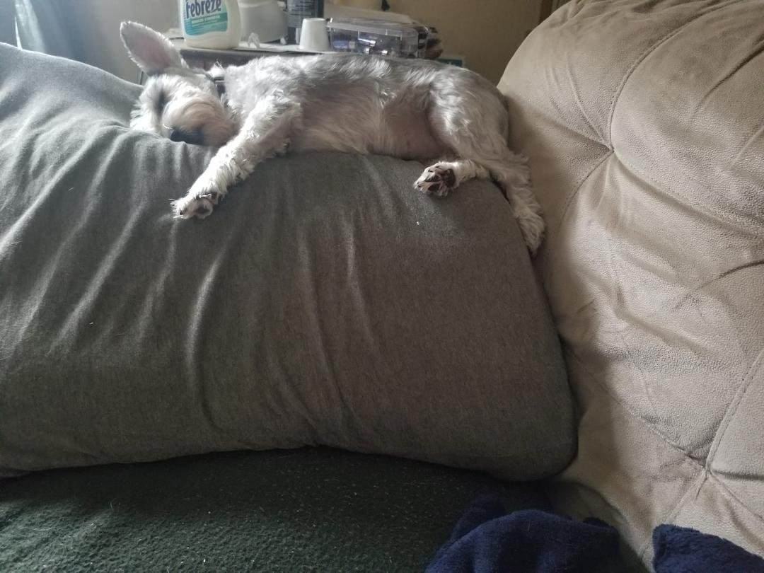 Pockect taking a nap
