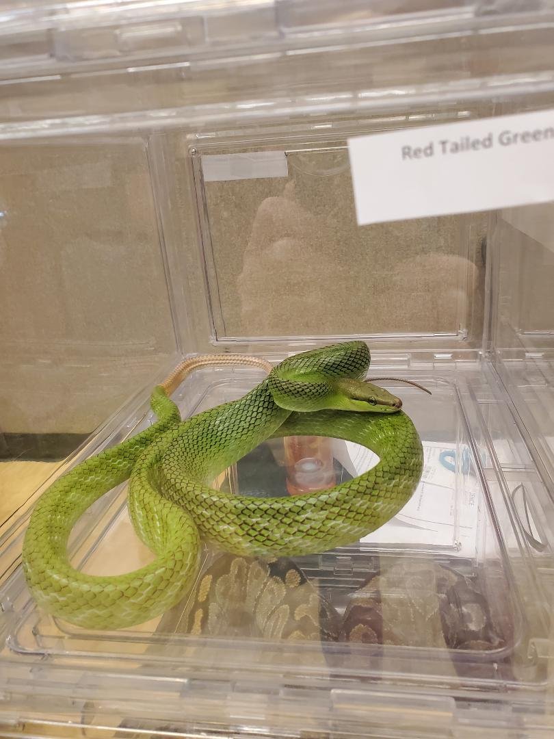 Another friend at the Reptile Expo