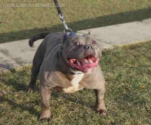 The bully i want.